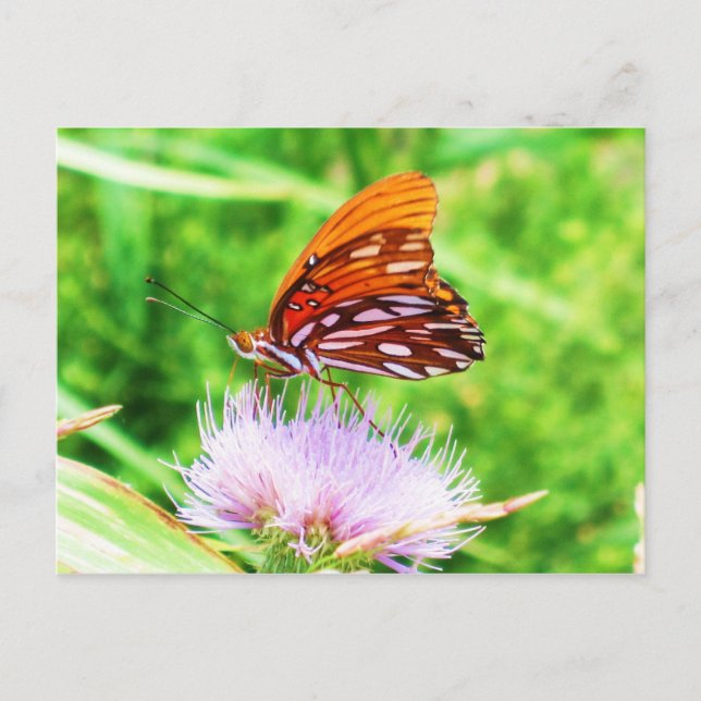 Butterfly on Flower Postcard (Front)