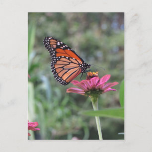 Butterfly On Flower Postcard