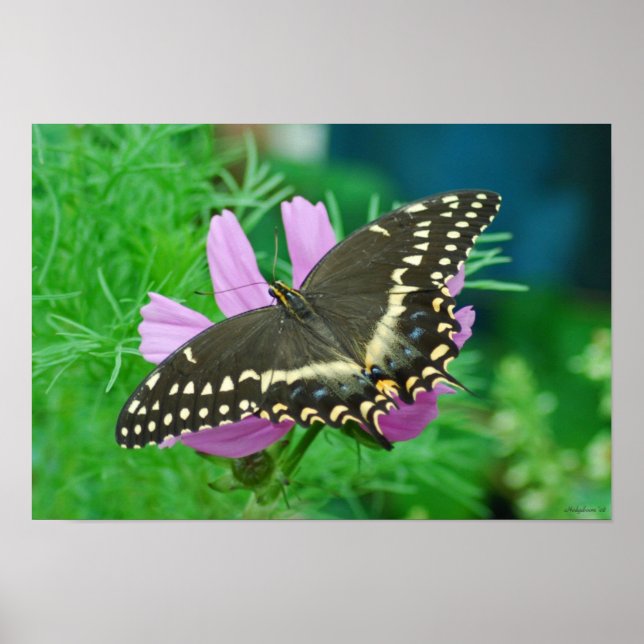 Butterfly on Flower Poster (Front)
