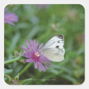 Butterfly on flower square sticker
