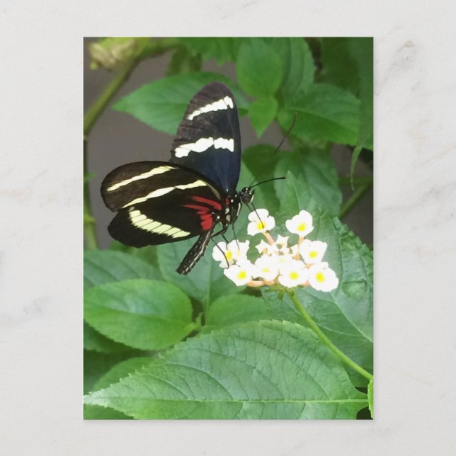 Butterfly on flowers postcard (Front)