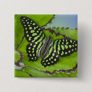 Butterfly on Green 15 Cm Square Badge