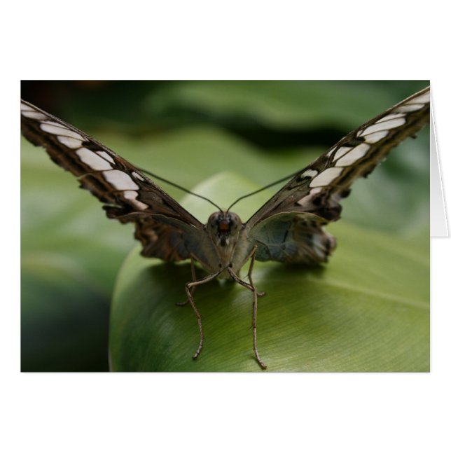 Butterfly on Green - Blank Inside (Front Horizontal)