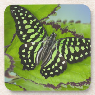 Butterfly on Green Coaster