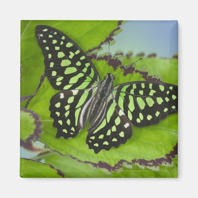 Butterfly on Green Magnet (Front)