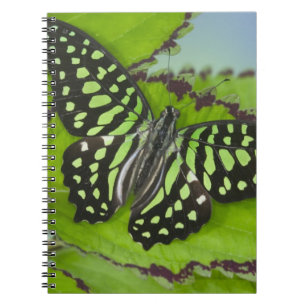 Butterfly on Green Notebook