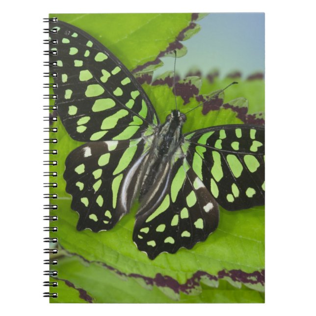 Butterfly on Green Notebook (Front)
