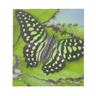 Butterfly on Green Notepad