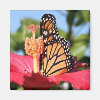 Butterfly on Hibiscus Magnet