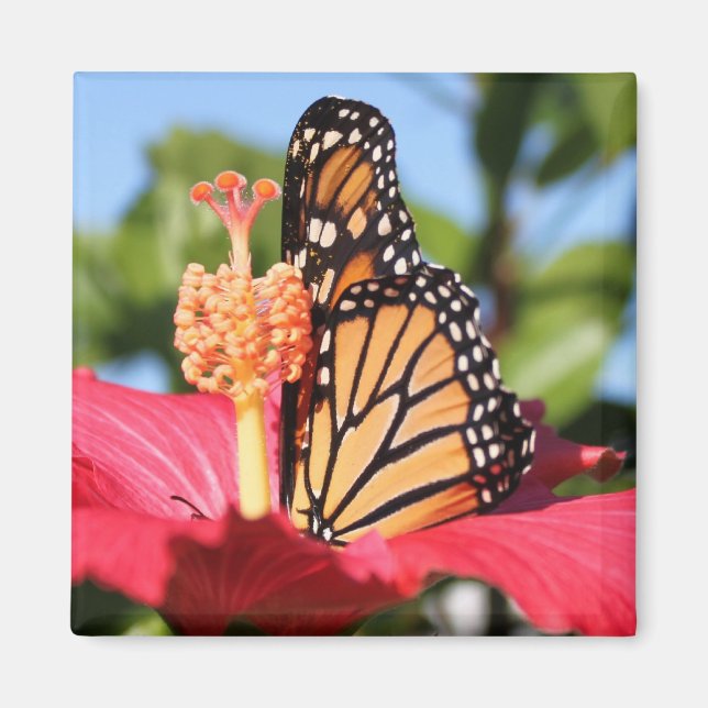 Butterfly on Hibiscus Magnet (Front)