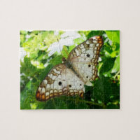 Butterfly on Jasmine Tropical Nature Photography
