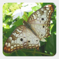 Butterfly on Jasmine Tropical Nature Photography