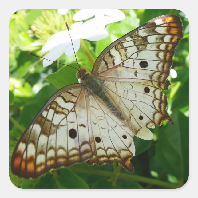 Butterfly on Jasmine Tropical Nature Photography Square Sticker (Front)