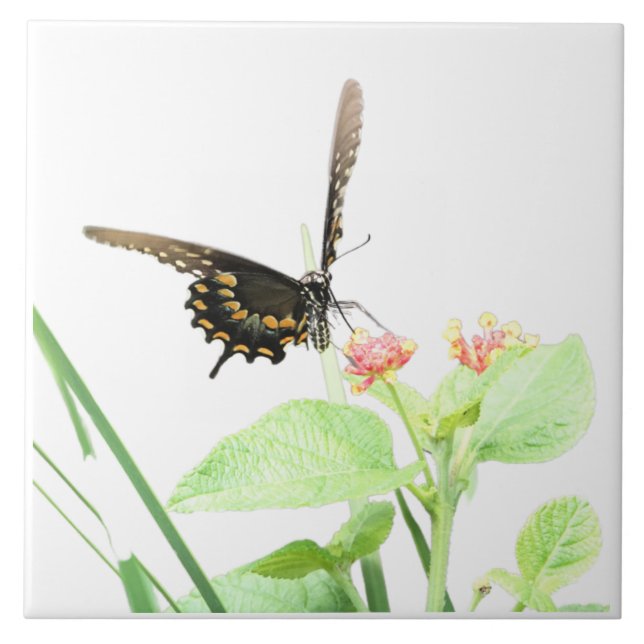 Butterfly on Lantana, on White Ceramic Tile (Front)