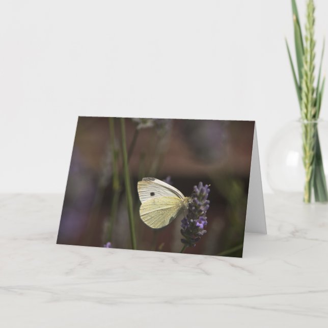 Butterfly on Lavender Card (Front)