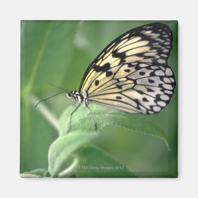 Butterfly on leaf magnet (Front)