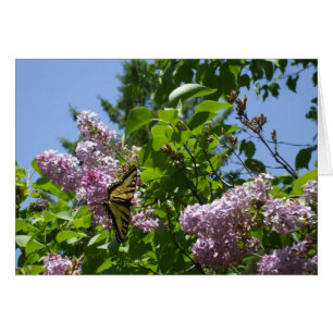 Butterfly on Lilac Bush