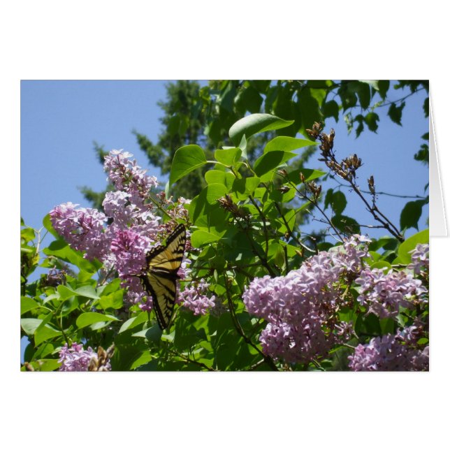 Butterfly on Lilac Bush (Front Horizontal)