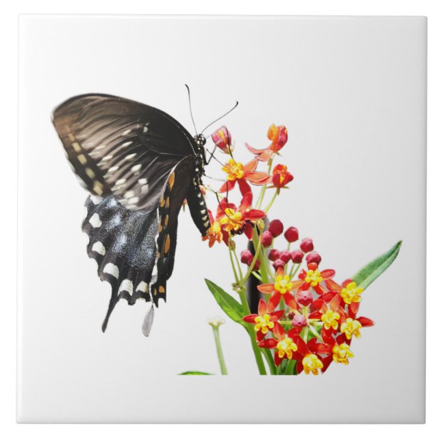 Butterfly on Milkweed Blooms, on White  Ceramic Tile (Front)