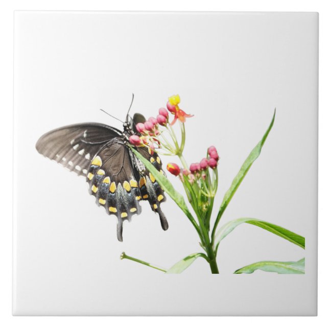 Butterfly on Milkweed Blooms, on White  Ceramic Tile (Front)