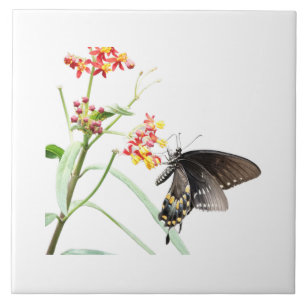 Butterfly on Milkweed Blooms, on White  Ceramic Tile