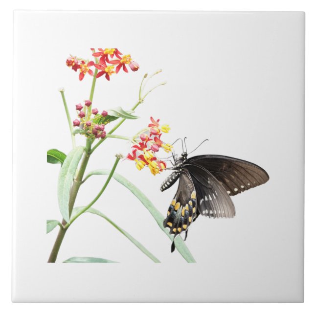 Butterfly on Milkweed Blooms, on White  Ceramic Tile (Front)