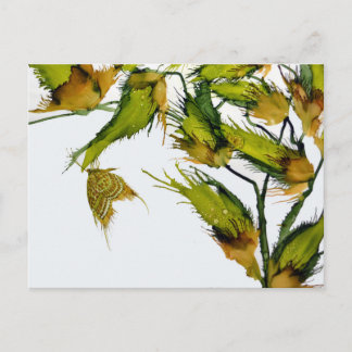 "Butterfly on Milkweed" postcard