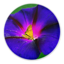 Butterfly on Morning Glory