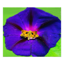 Butterfly on Morning Glory Flower