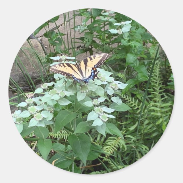 Butterfly on Mountain Mint (Pycnanthemum) sticker (Front)