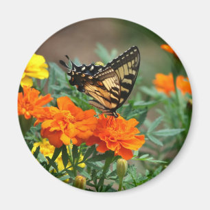 Butterfly on Orange and Yellow Flowers Magnet