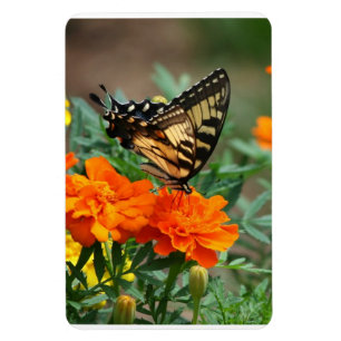 Butterfly on Orange and Yellow Flowers Premium Magnet