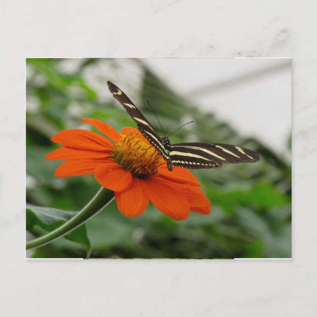 Butterfly on Orange Flower Postcard (Front)
