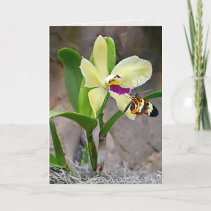 Butterfly On Orchid Blossom Card