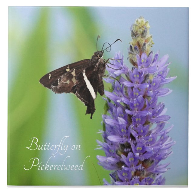 Butterfly on Pickerelweed Bloom;  Ceramic Tile (Front)