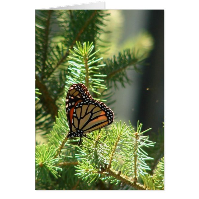 Butterfly on Pine Tree (Front)