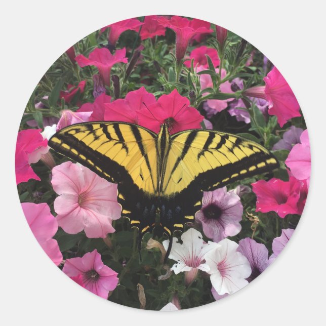 Butterfly on Pink Petunia Flowers Springtime Classic Round Sticker (Front)