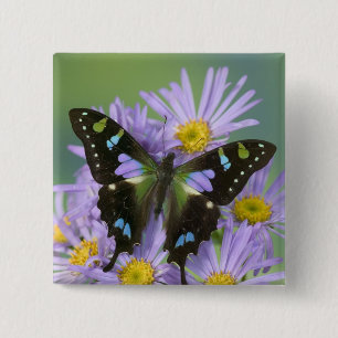 Butterfly on Purple 15 Cm Square Badge