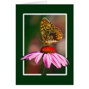 Butterfly On Purple Coneflower