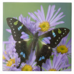 Butterfly on Purple Flower Ceramic Tile<br><div class="desc">COPYRIGHT Darrell Gulin / DanitaDelimont.com | US48 DGU0519.jpg | Sammamish Washington Photograph of Butterfly on Flowers,  Graphium weiskei the Purple Spotted Swallowtail Butterfly.</div>