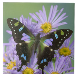 Butterfly on Purple Flower Ceramic Tile