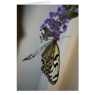 Butterfly on Purple flowers