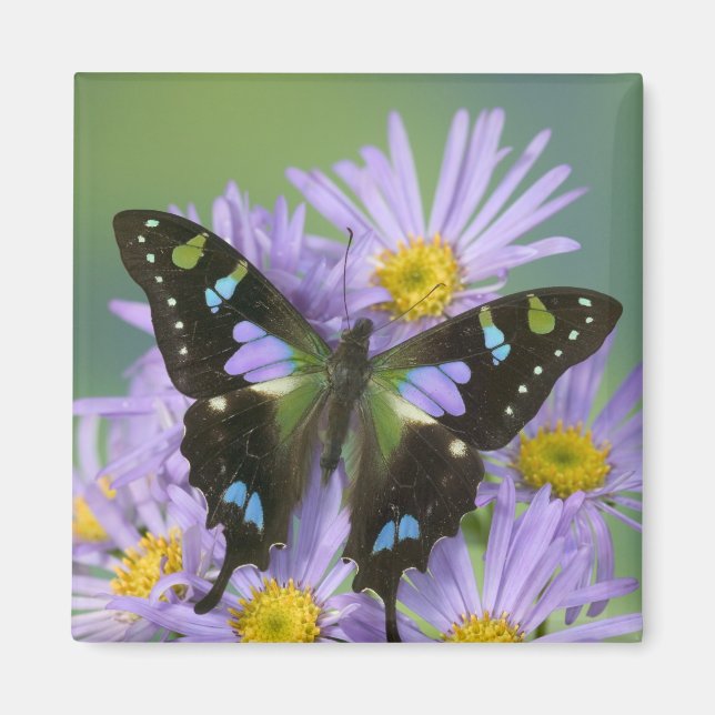 Butterfly on Purple Magnet (Front)