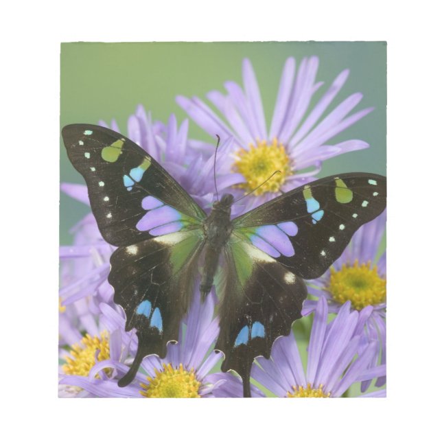 Butterfly on Purple Notepad (Front)