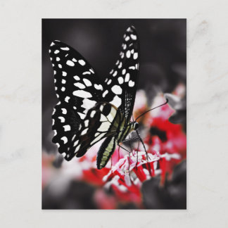 Butterfly on Red Flower Postcard