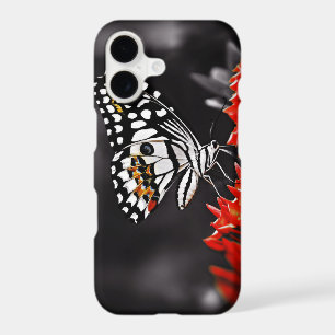 Butterfly on Red Flowers