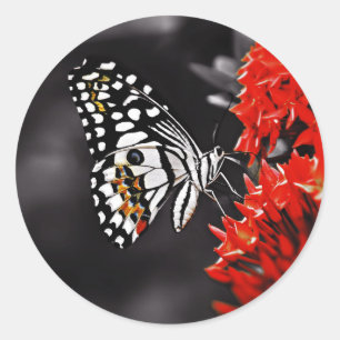 Butterfly on Red Flowers Classic Round Sticker