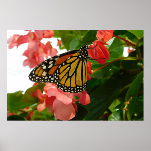 Butterfly on Red Flowers Poster