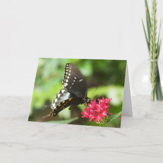 "Butterfly on Red Pentas." Greeting Card