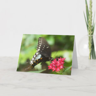 "Butterfly on Red Pentos." Greeting Card